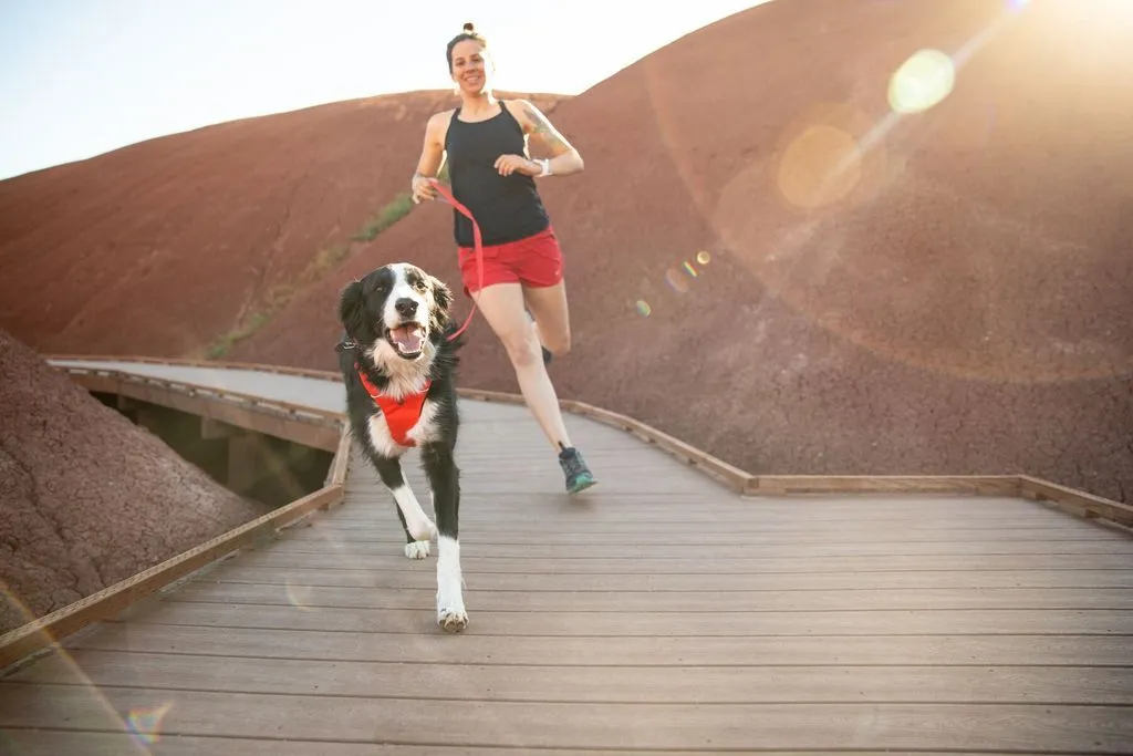 Multi-Functional, Front Range Ruffwear Dog Harness